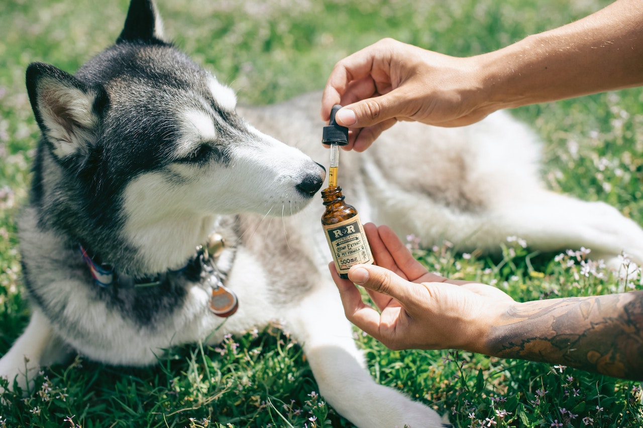 How Can CBD Oil Help Your Pet?